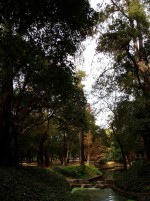 Arboles Viejos Chapultepec